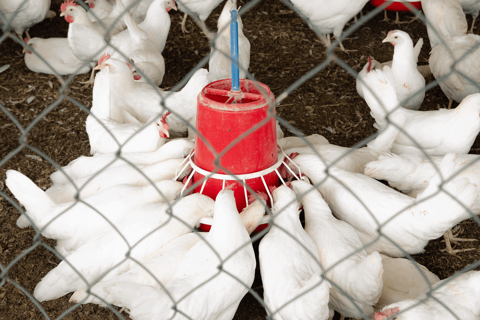 Hens with eggs