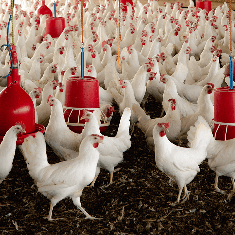 Dekalb White hens at A2 Farms